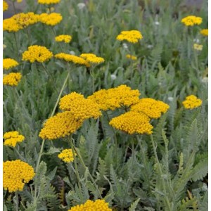 Goldschafgarbe 'Coronation Gold' (Achillea filipendulina) mit goldgelben Blüten.