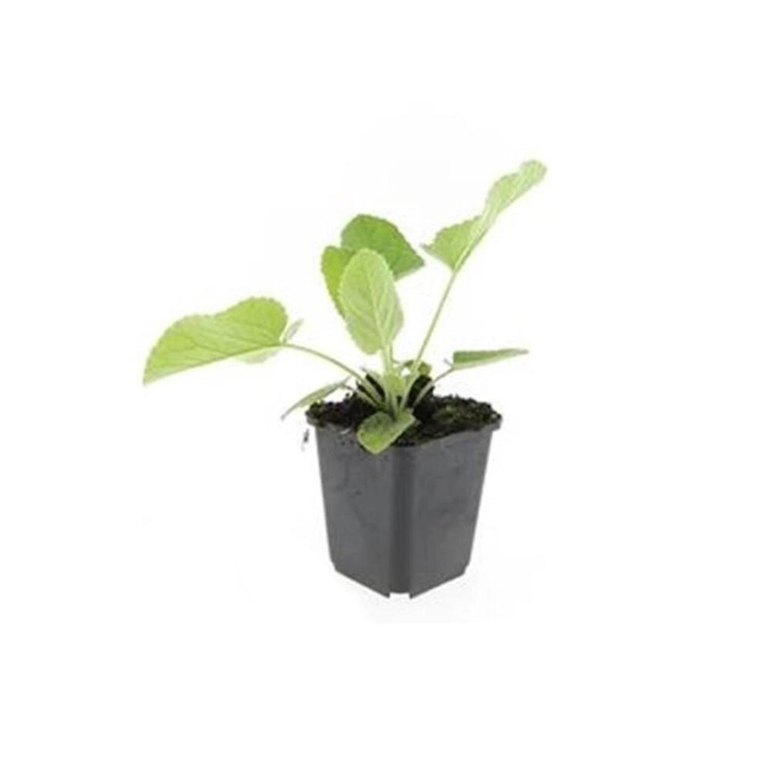 Exotenherz Bodendecker Russell Brandkraut Phlomis Russeliana 9cm Topf Set m günstig online kaufen