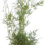 Gartenbambus Campbell im Topf, 125-150cm hoch. Ideal für Hecken, 15er Set.