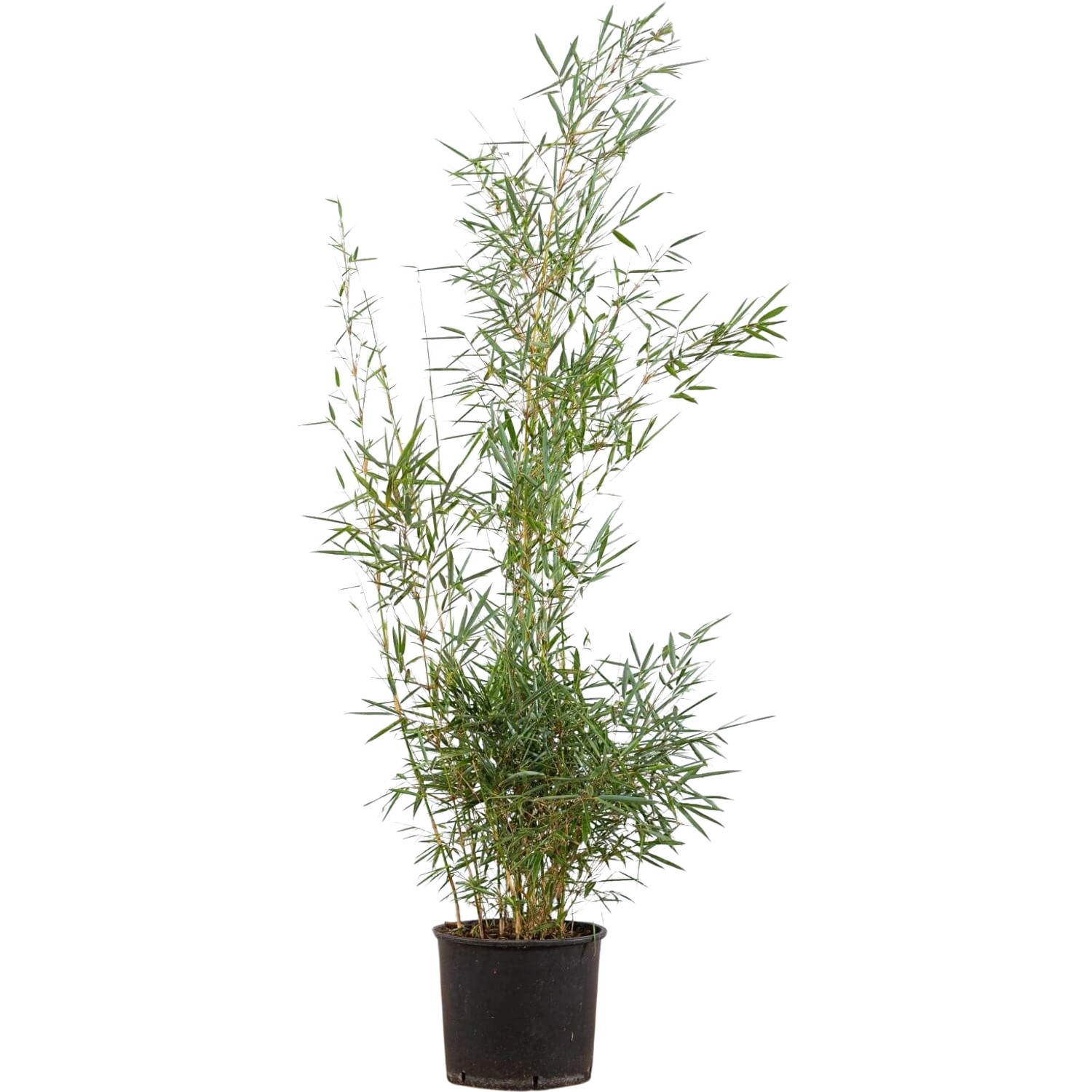 Gartenbambus Campbell Set à 15 Stück Höhe ca. 125 - 150 cm Fargesia robusta