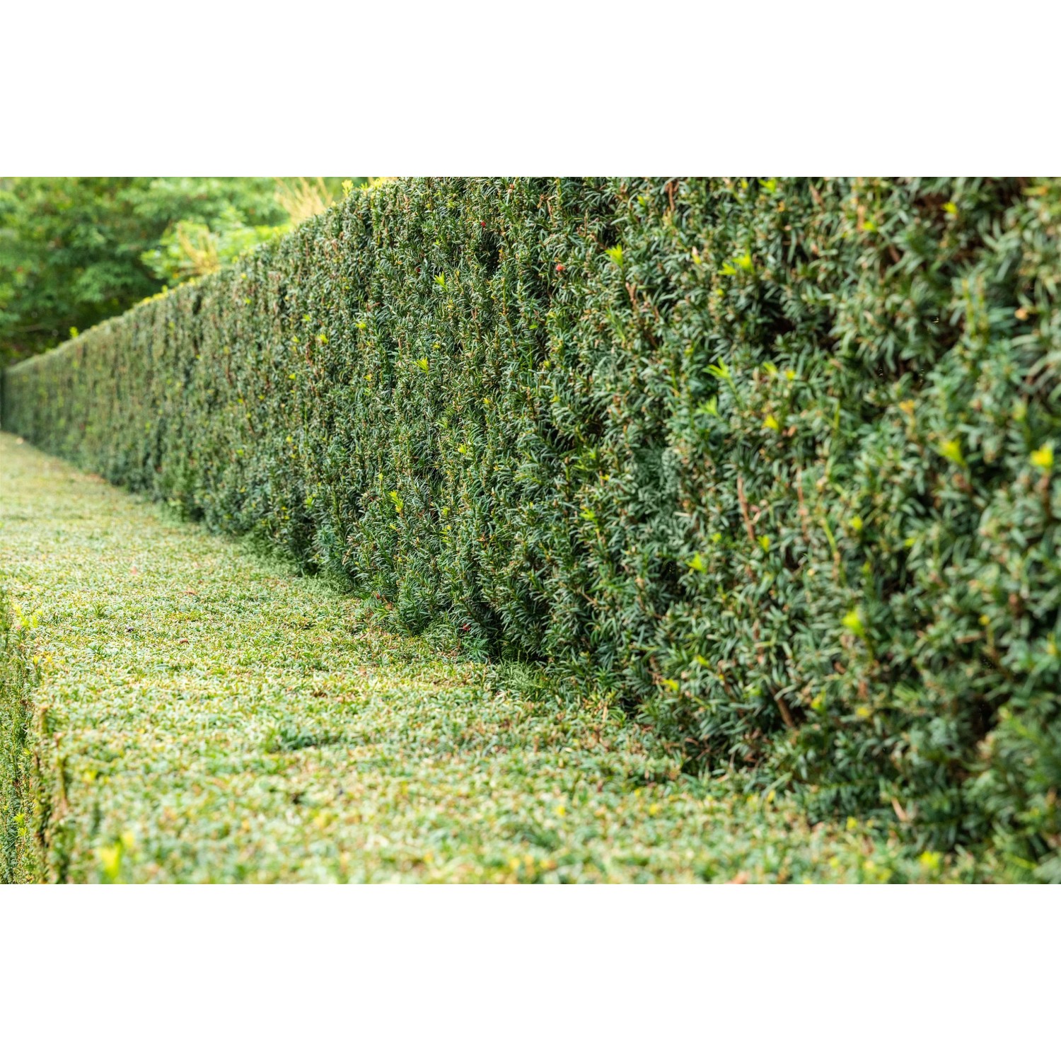 Taxus baccata 40-50 cm 5 l Topf kaufen bei OBI