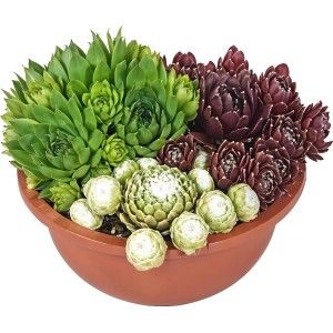 Hauswurz-Trio in Schale Keramik Topf-Ø ca. 16 cm Sempervivum