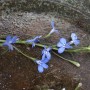 Männertreu Blau, 10er Pack Lobelia erinus, zarte, blaue Blüten für die Frühjahrsbepflanzung.