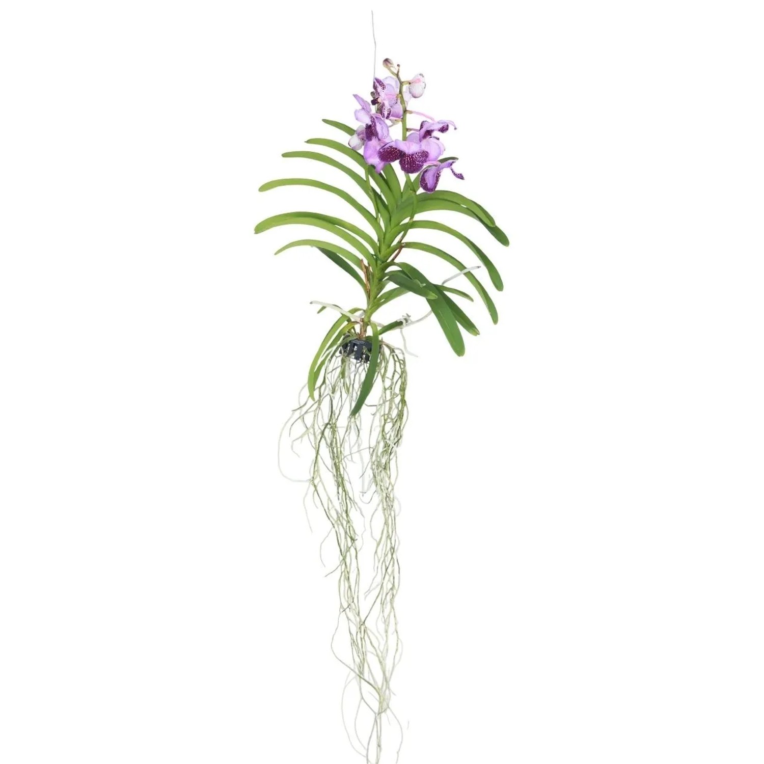 Plant In A Box Vanda-Orchidee Vanda 'Lila' Höhe 60cm Ø14 Lila