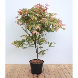 Acer Palmatum Deshojo, Japanischer Ahorn im Topf, Blätter leuchtend rot, Höhe 100-120 cm.