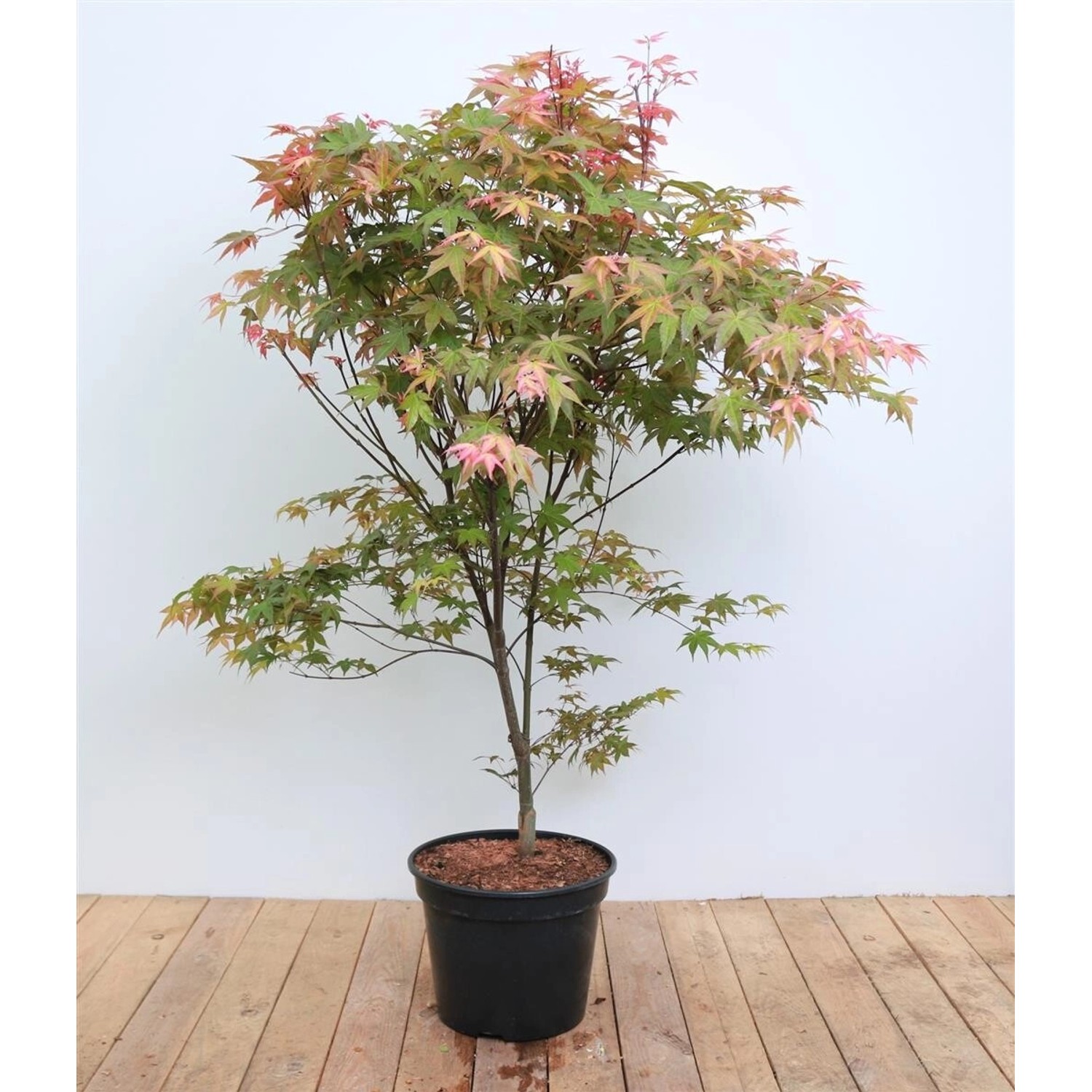 Acer Palmatum Deshojo Japanischer Ahorn Leuchtend Rot 100–120 cm günstig online kaufen