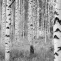 Komar Vliesfototapete „Woods“: Schwarz-weiß Aufnahme eines Birkenwalds.