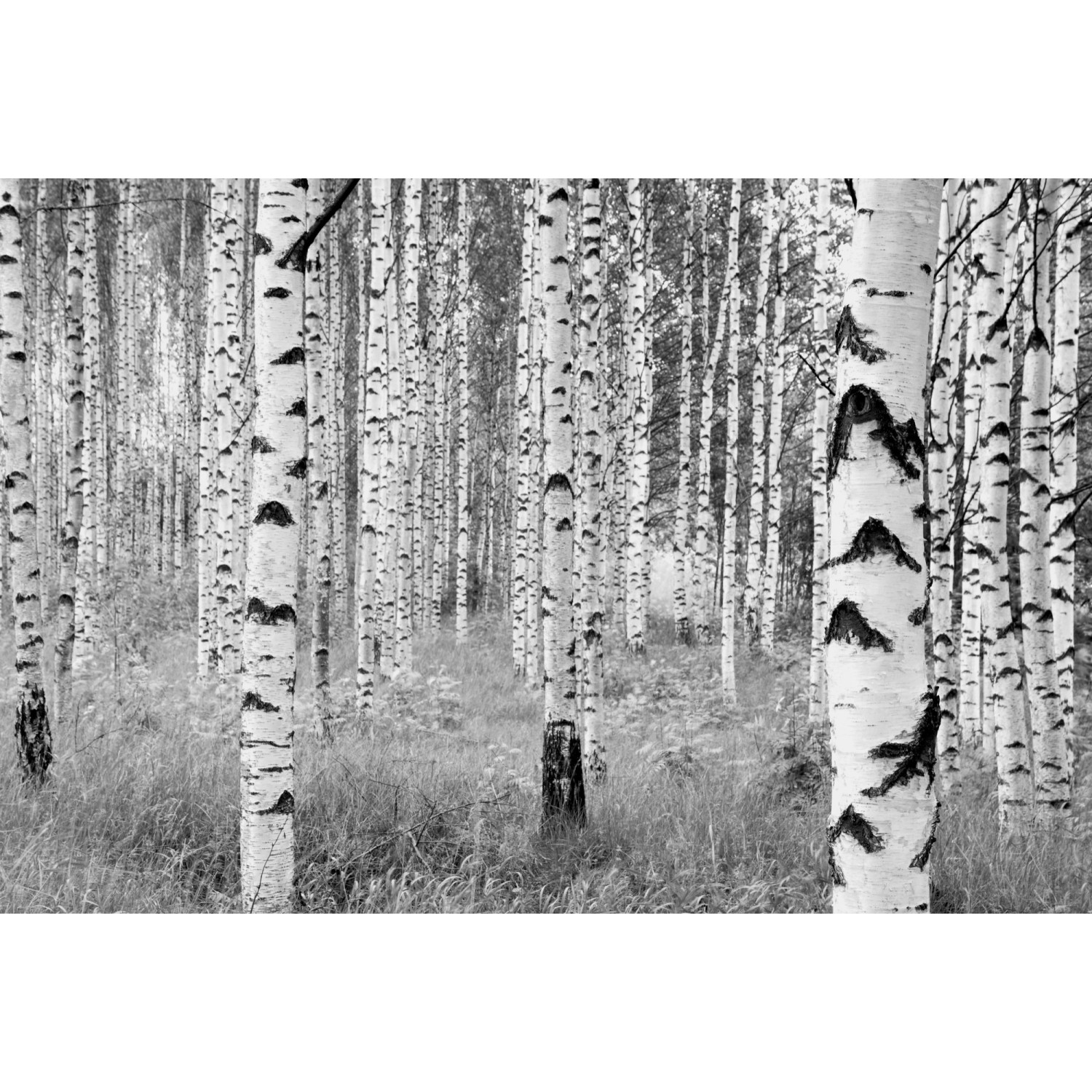 Komar Vliesfototapete Woods 368 cm x 248 cm FSC®