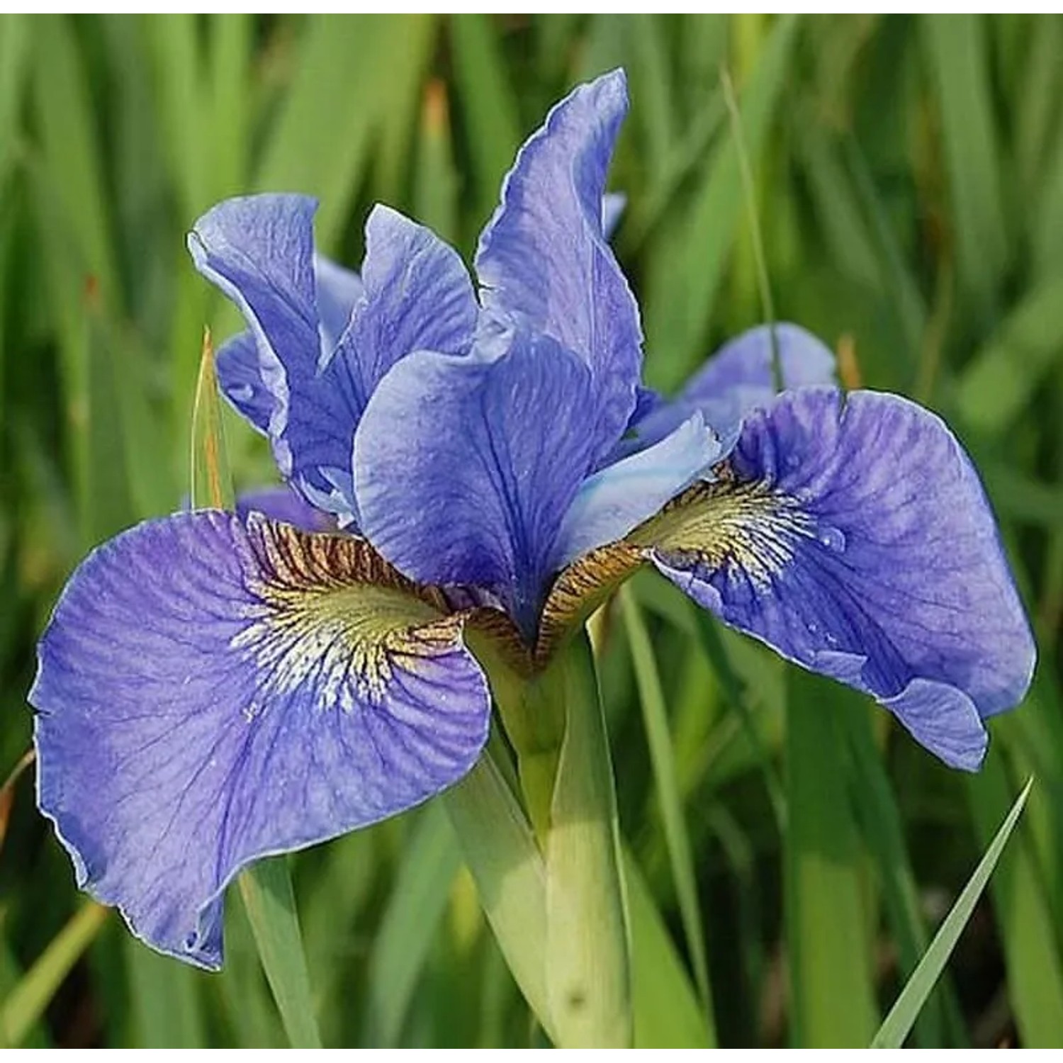Sibirische Wieseniris Himmel von Komi - Iris sibirica