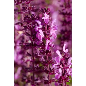 Nahaufnahme des Zier-Salbei "Marvel Roze" mit rosa Blütenähren im Topf.