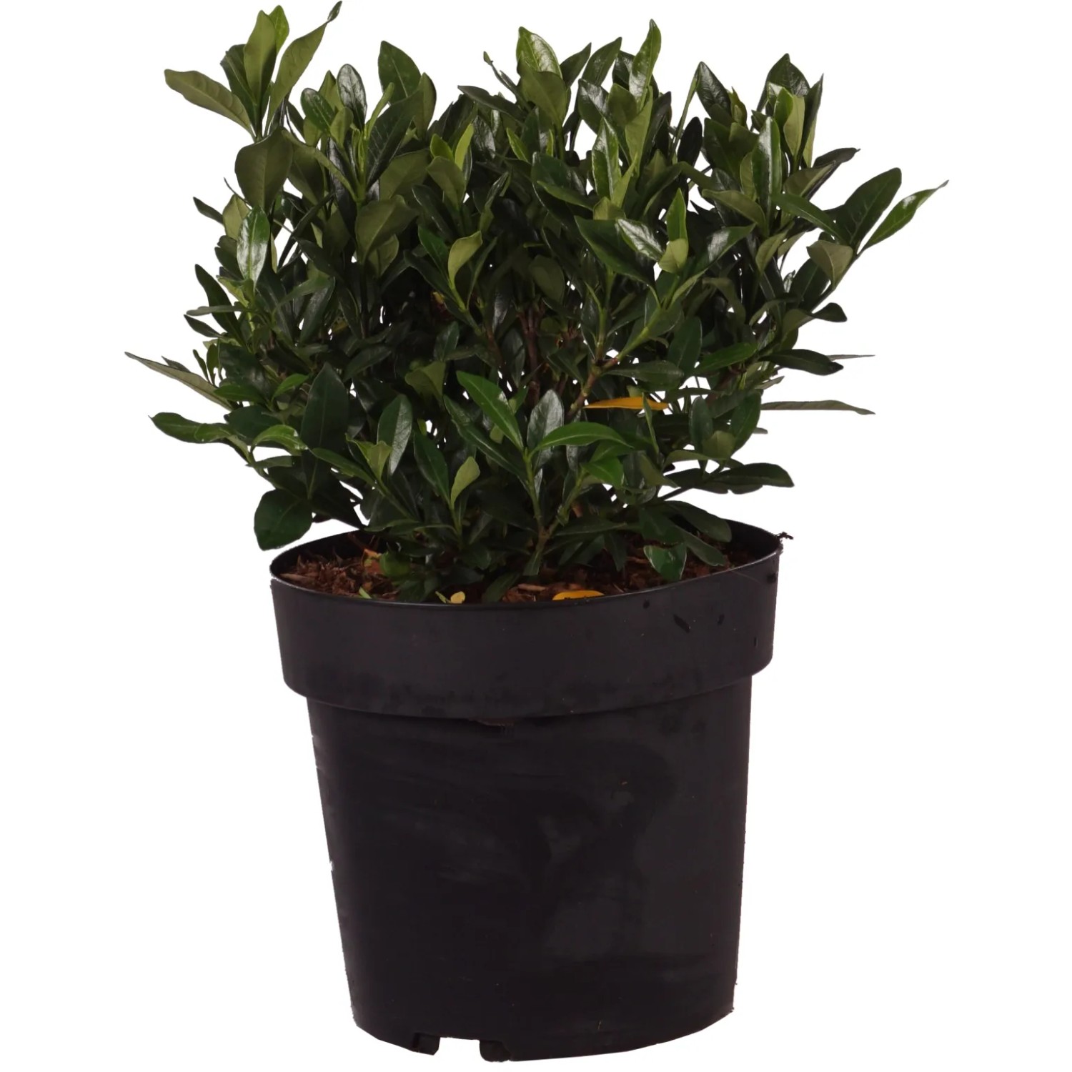 Gardenie "Double Mint" Höhe ca. 30 cm Topf ca. 4,5 l Gardenia jasminoides