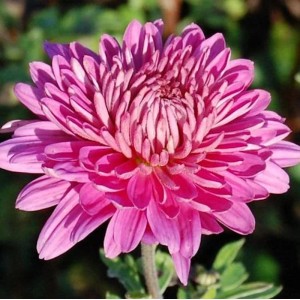 Nahaufnahme einer pinkfarbenen Winteraster Manito (Chrysanthemum hortorum).