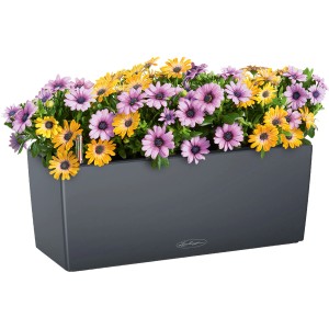 Lechuza Balconera Color 50 Blumenkasten in Schiefergrau mit gelben und lila Margeriten.