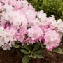 Rhododendron Yakushimanum Silberwolke mit rosa-weißen Blüten im Garten.