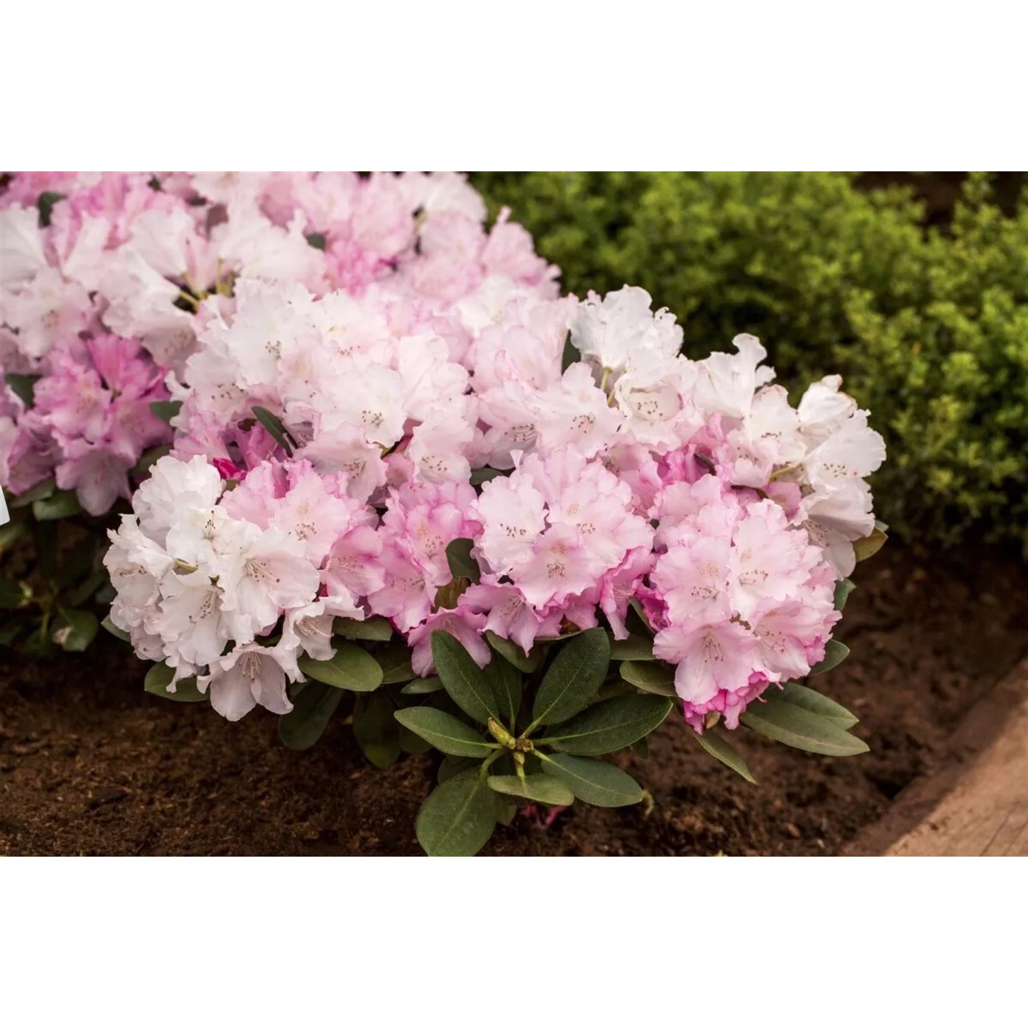 Rhododendron Yakushimanum Silberwolke mit rosa-weißen Blüten im Garten.