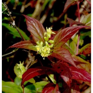 Buschgeißblatt Kodiak Black mit dunkelroten Blättern und gelben Blüten.
