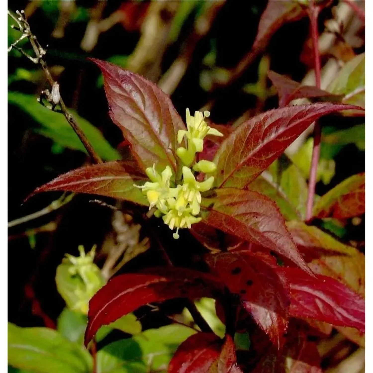 Buschgeißblatt Kodiak Black 30-40cm - Diervilla splendens