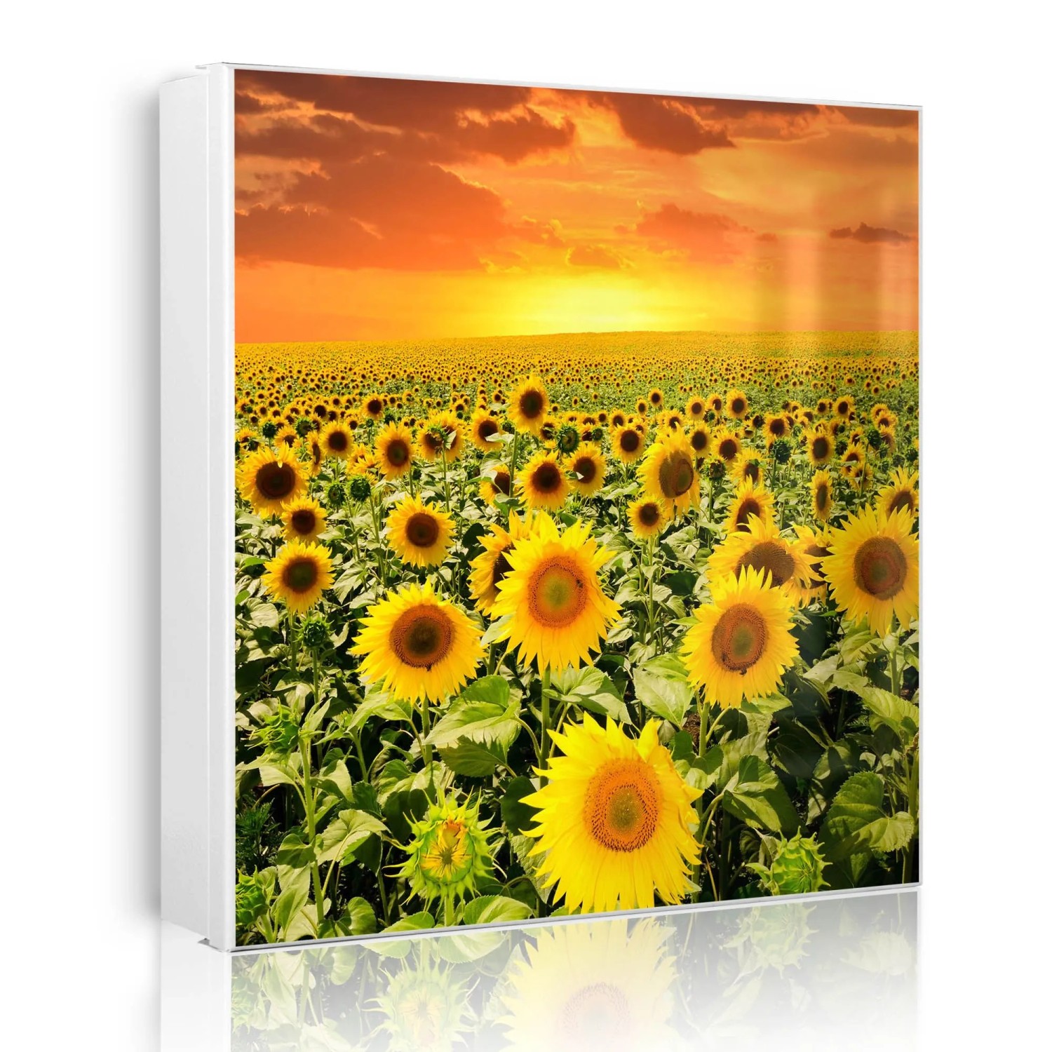 Banjado Großer Schlüsselkasten Metall 30x30cm Weiß Scharnier Rechts 50 Haken Beschreibbar Magnetisch Motiv Sonnenblumenmeer