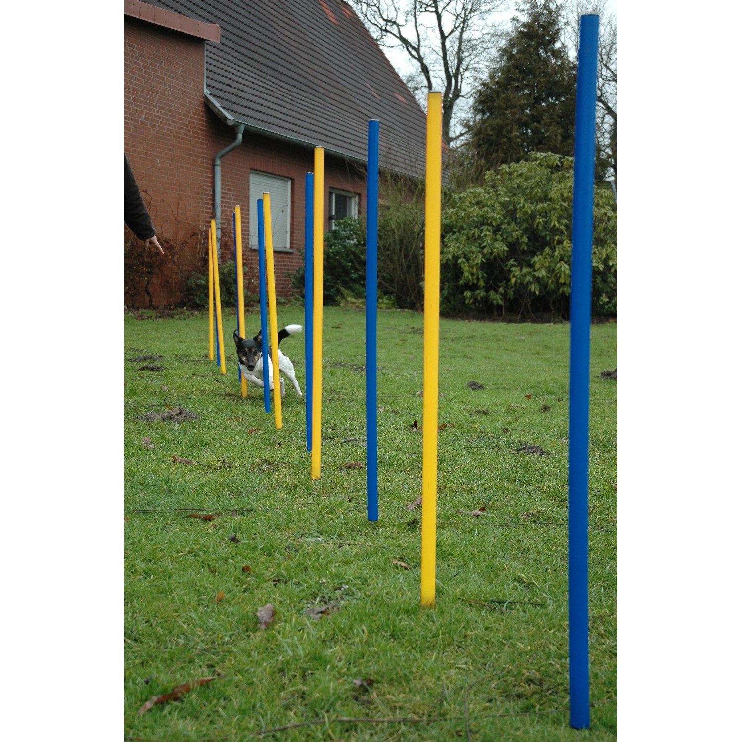 Dobar Agility Slalom Set mit blau-gelben Stangen und Hund im Parcours.