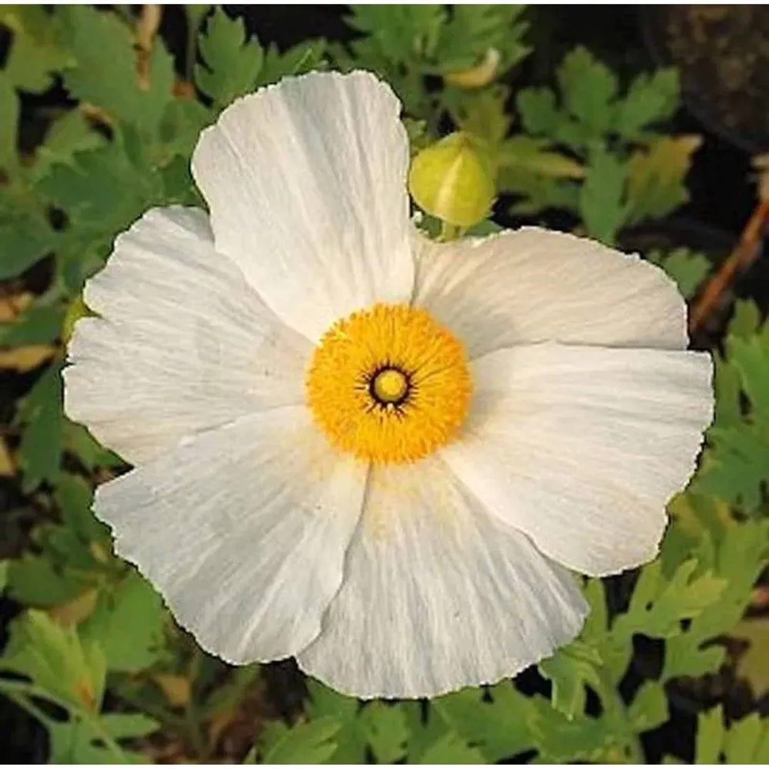 Kalifornischer Baummohn - Spiegeleipflanze - Romneya coulteri