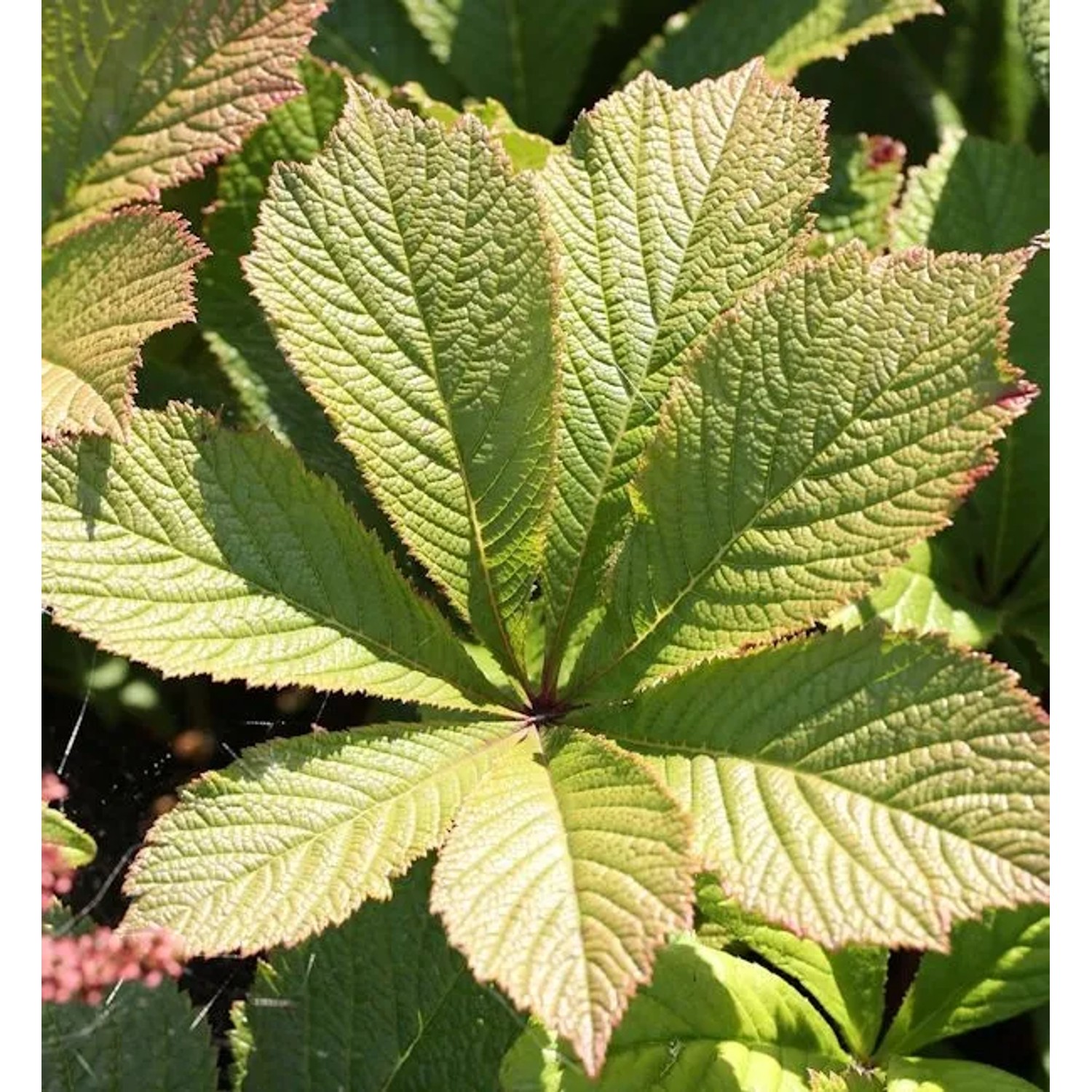 Rodgersie Die Schöne - Rodgersia