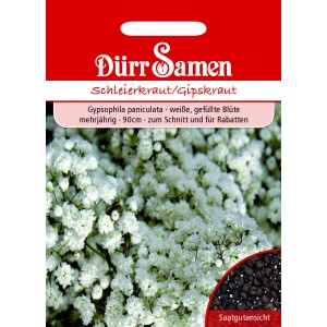 Dürr Samen Schleierkraut, mehrjährig mit weißen Blüten. Saatgut für Beet und Schnittblumen.