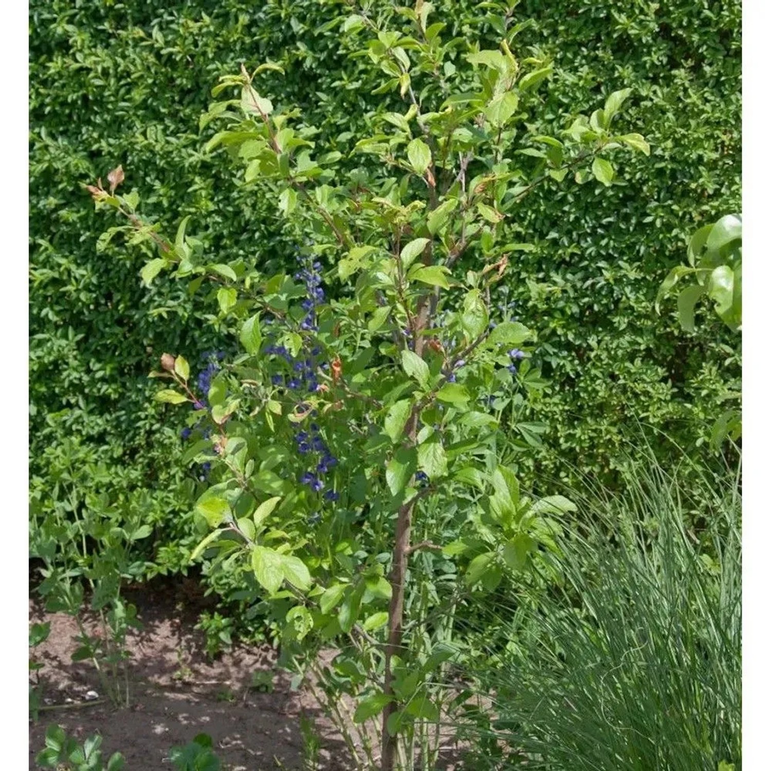Pflaume Unika 60-80cm - Prunus domestica