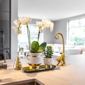 OBI-Zimmerpflanzen-Arrangement Lush Life Gold Dolomit Gefäße Weiß-Grün