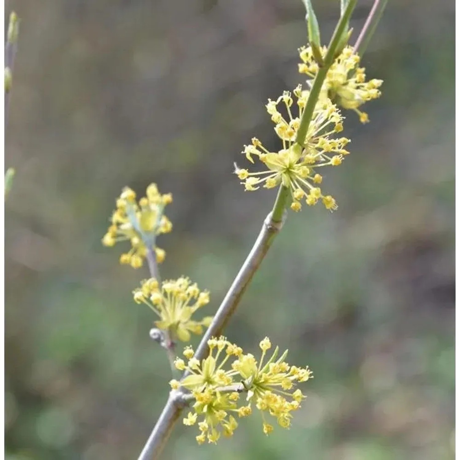 Kornelkirsche Schönbrunner Gourmet Dirndl 60-80cm - Cornus mas