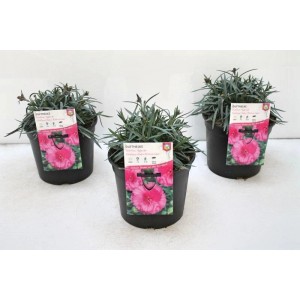 Drei Container mit Dianthus 'Tickled Pink' Duftnelken, leuchtend pinke Blüten.