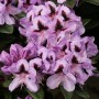 Nahaufnahme der lila Alpenrose 'Christiane Herzog', ein großblumiger Rhododendron Strauch.