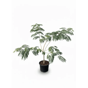 Sunny-Tree Albizia Ombrella Persischer Schlafbaum 120 cm hoch Dekorativer Zierbaum mit Rosa Blüte