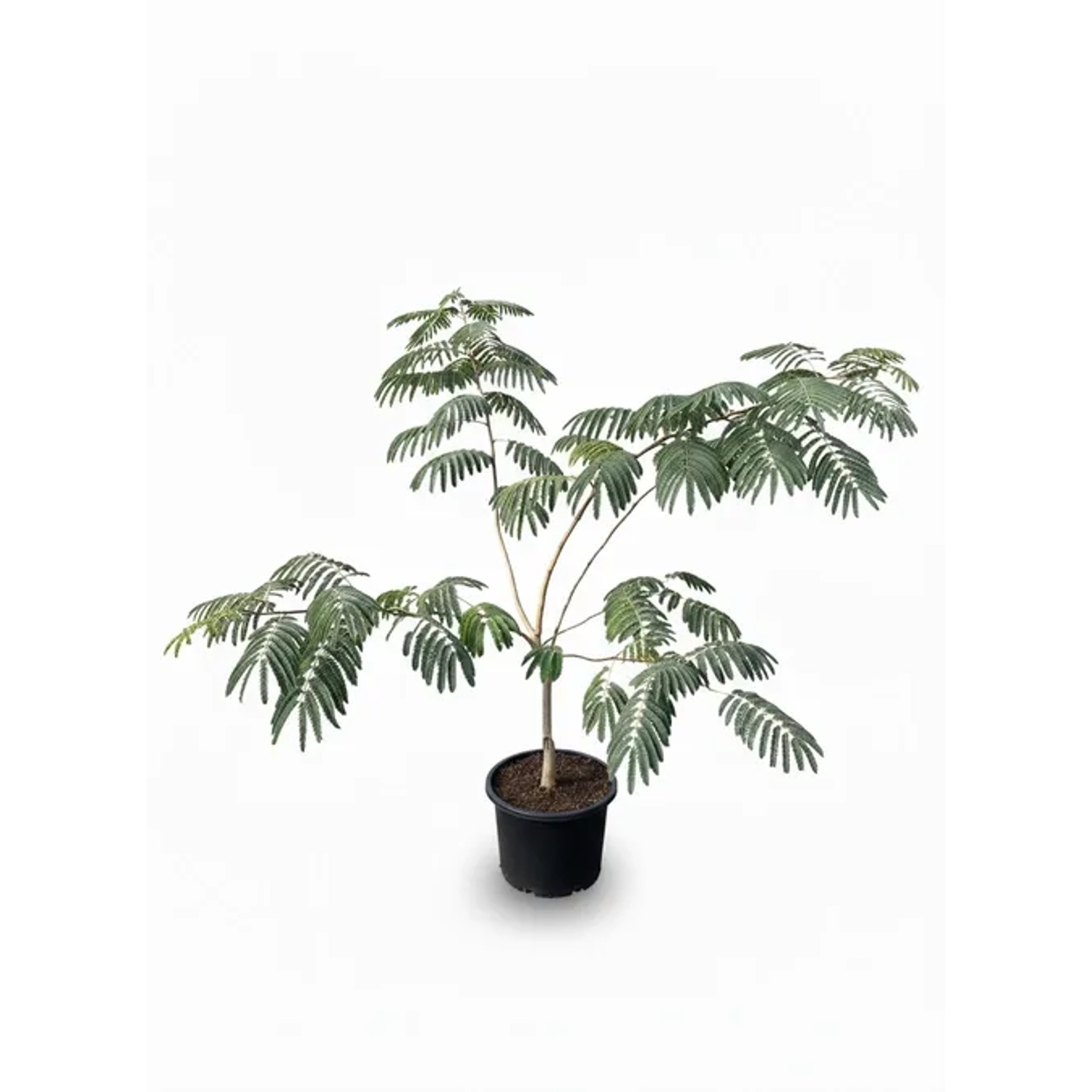 Sunny-Tree Albizia Ombrella Persischer Schlafbaum 120 cm hoch Dekorativer Zierbaum mit Rosa Blüte