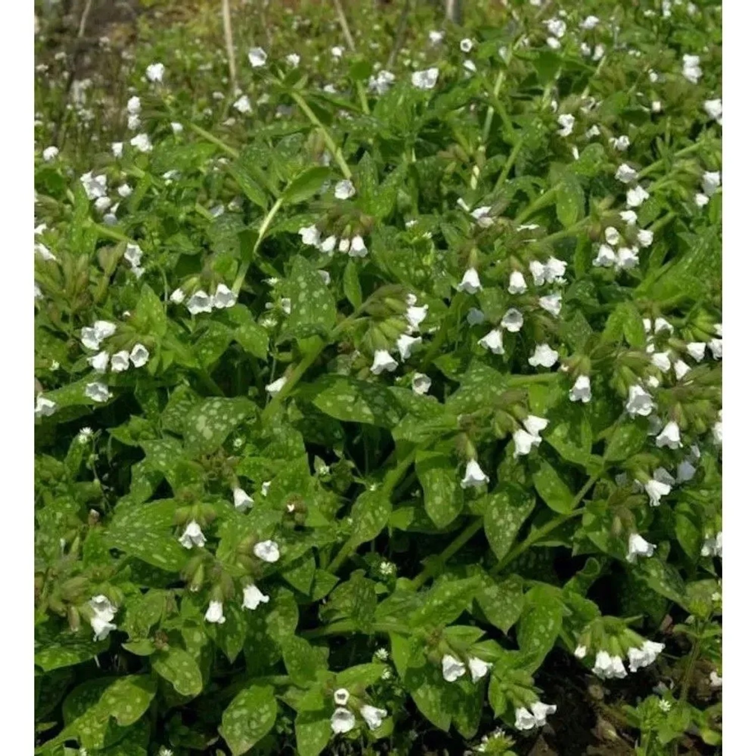 Weißes Echtes Lungenkraut - Pulmonaria officinalis