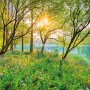 Komar Fototapete Spring Lake: See im Frühlingswald mit blühender Wiese und Sonnenlicht.