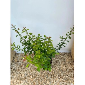 Japanische Zierquitte als Topfpflanze mit grünen Blättern und roten Trieben.