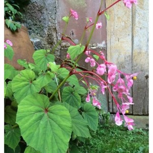 Japan Schiefblatt - Begonia grandis