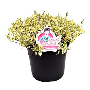 Abelie Land Ladies im Topf, ca. 30-40 cm hoch. Strauch mit gelb-grünen Blättern.