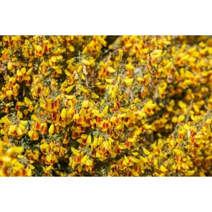 Besenginster 'Dragonfly' (Cytisus scoparius) mit leuchtend gelben Blüten.