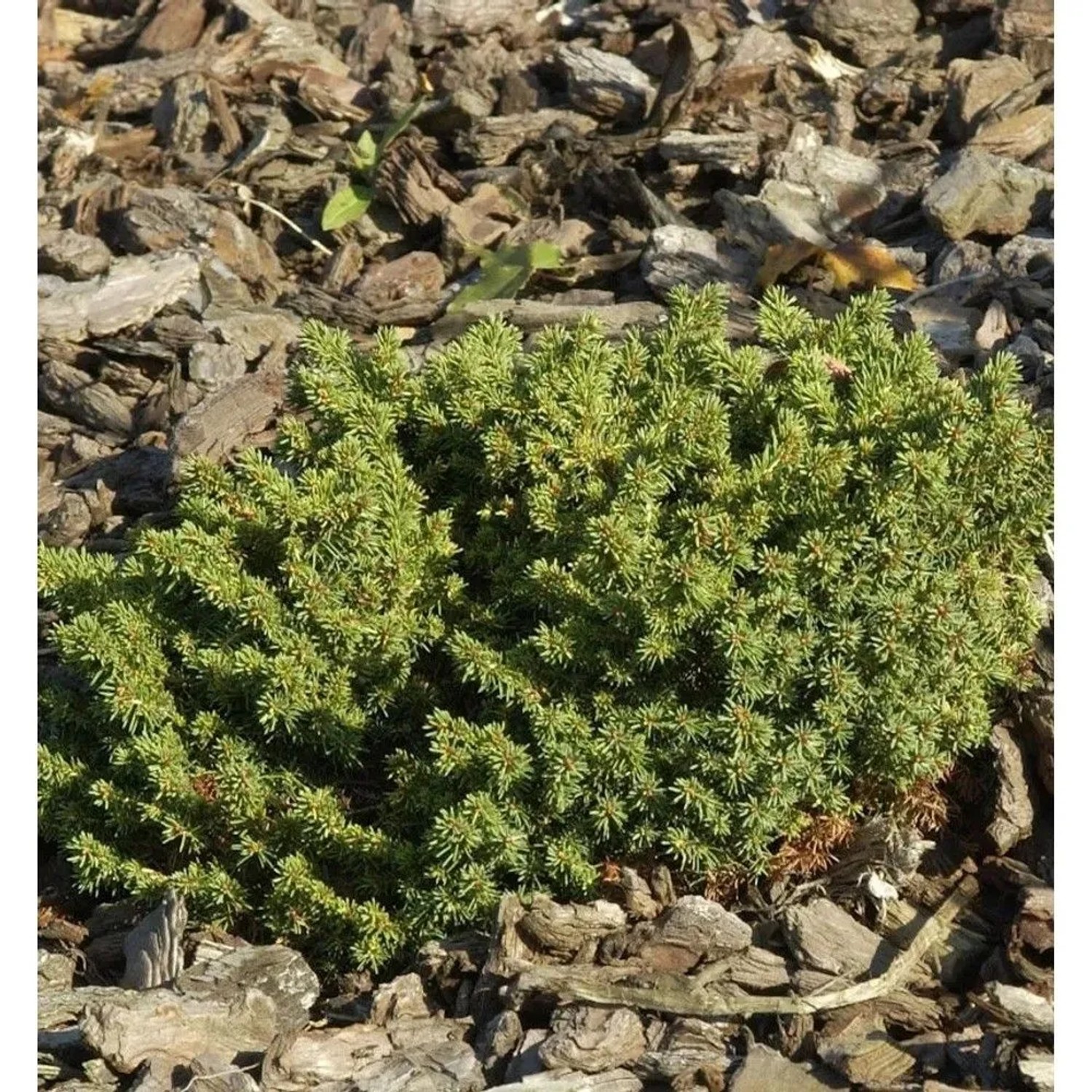 Nestfichte Kissenfichte Little Gem 20-25cm - Picea abies