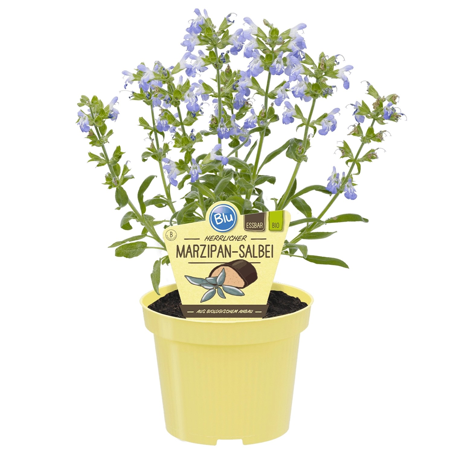 Blu Marzipan-Salbei Nazareth Topf-Ø ca. 12 cm günstig online kaufen