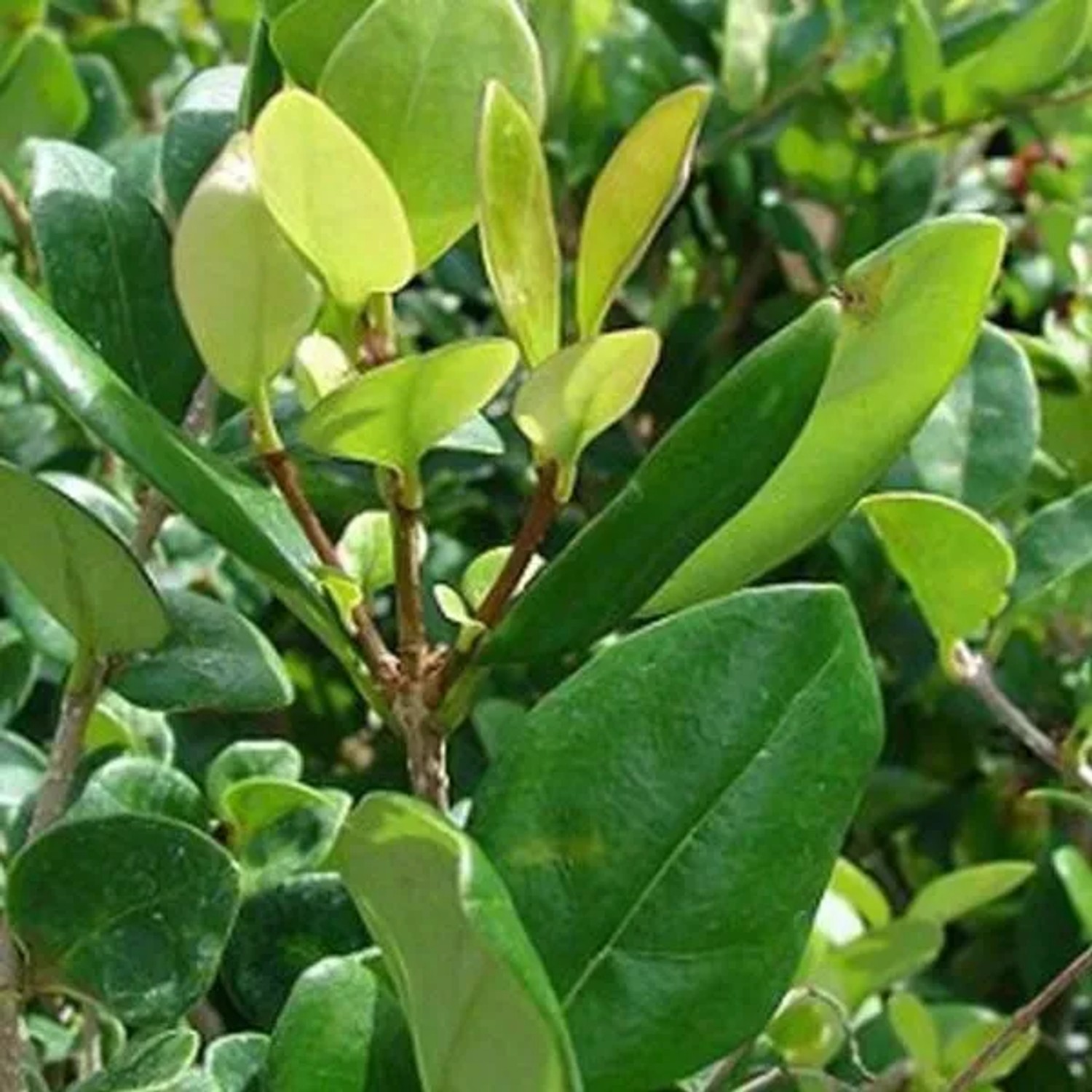 gember plant kweken Laos / Thaise gember - Alpinia galanga main image 0