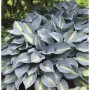 Funkie Grand Marquee - Hosta cultorum