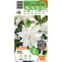 Verpackung der GROW by OBI Lilie Oriental Lotus Beauty mit weißen Blüten.