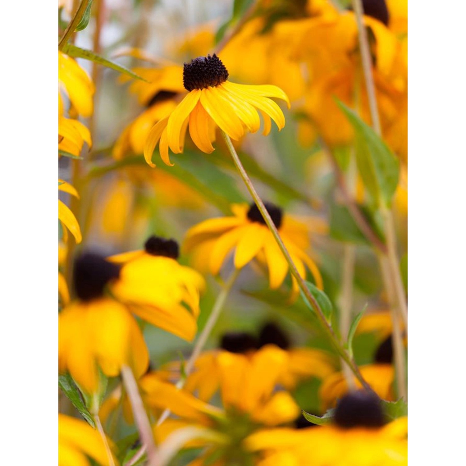 GROW by OBI Sonnenhut Goldsturm Gelb TopfØ ca. 9 cm x 9 cm Rudbeckia