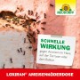 Neudorff Loxiran Ameisen-Köderdose im Einsatz: Ameisen an einer Hauswand.
