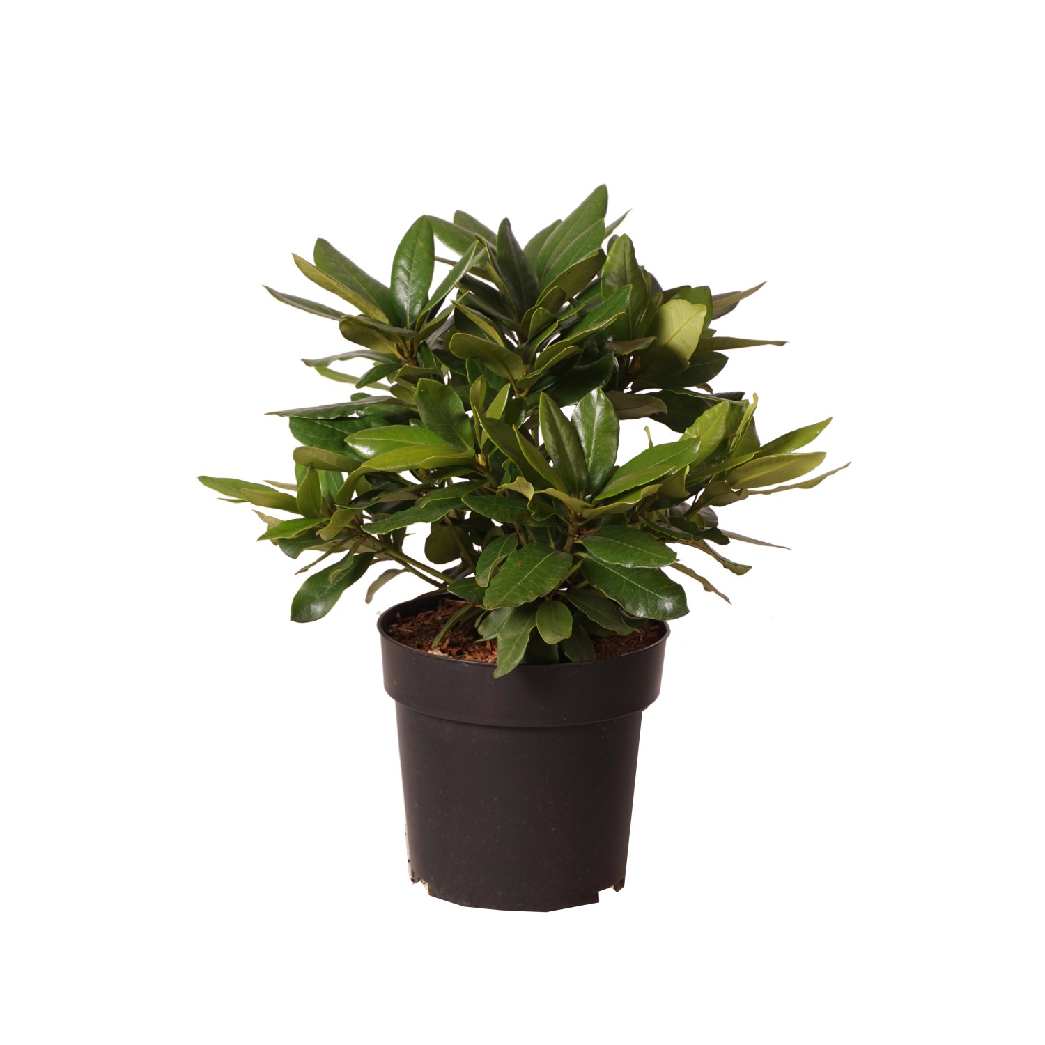 Rhododendron Cherry Kiss Rot Höhe ca. 30 Topf ca. 6 l Rhododendron günstig online kaufen