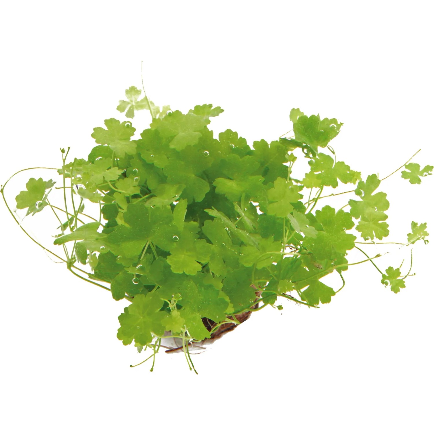 Dennerle Plants Aquariumpflanze Hydrocotyle Cf. Tripatita