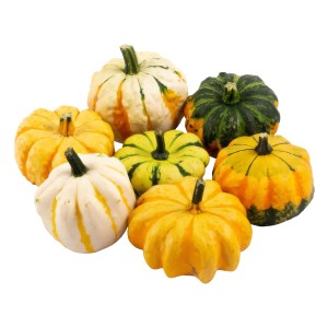 Verschiedenfarbige Zierkürbisse 'Daisy Gourd' als herbstliche Dekoration.