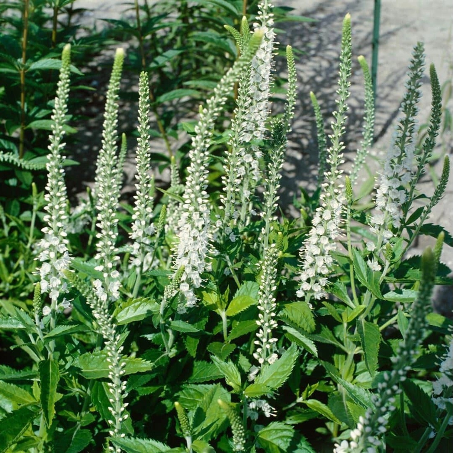 Veronica Longifolia Schneeriesin Ehrenpreis Ca. 9x9 cm Topf günstig online kaufen